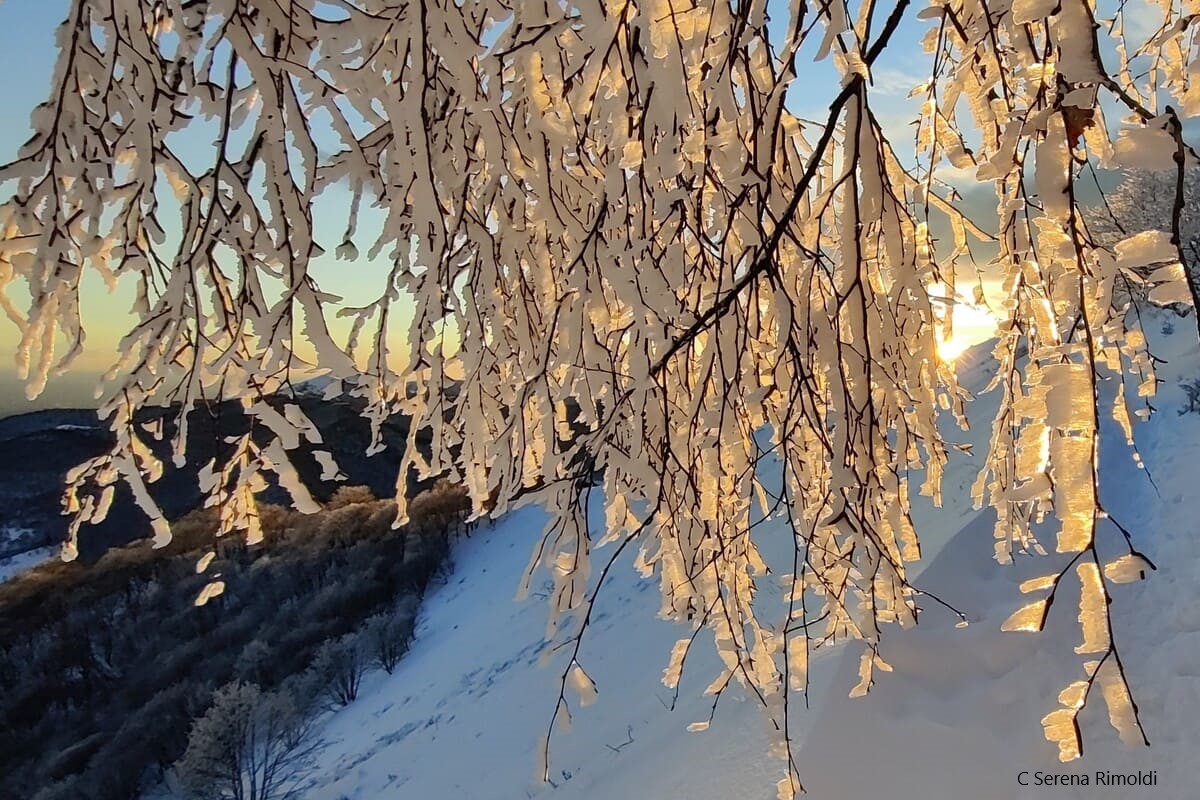 Monte San Primo: alberi ghiacciati al tramonto