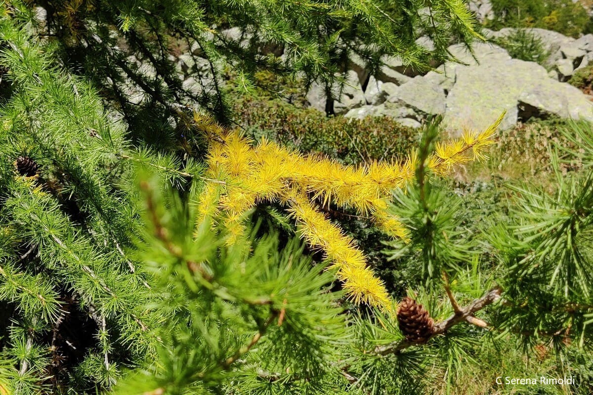 La vegetazione delle Alpi: un ramo di Larice in autunno