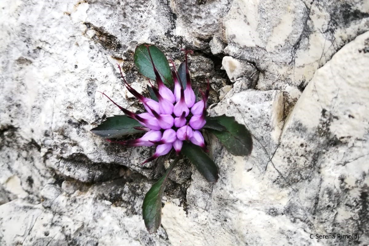 La vegetazione delle Alpi: un raperonzolo di Roccia