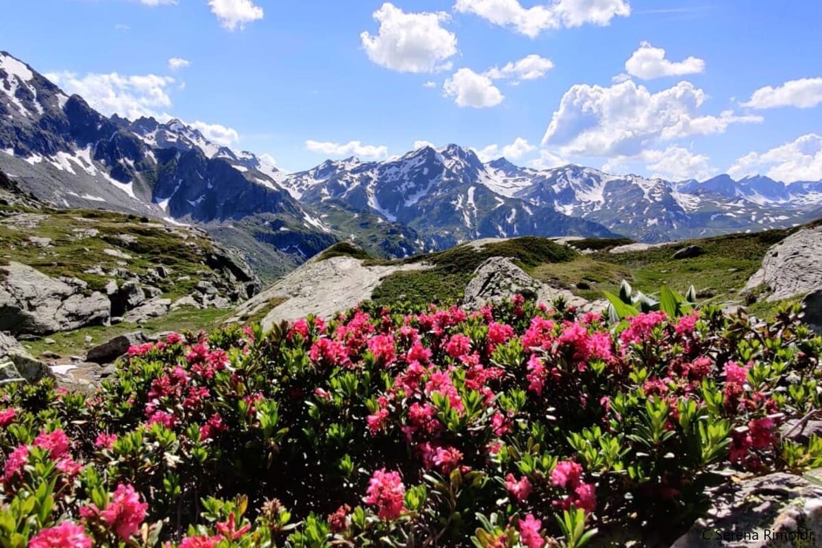 La vegetazione delle Alpi: Rododendri