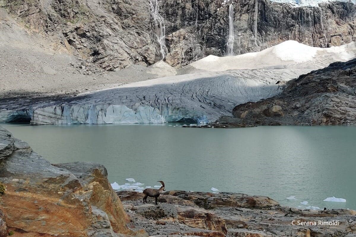 Cosa fare in Valmalenco: ghiacciaio di Fellaria