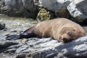 Kaikoura: foca che dorme in Nuova Zelanda