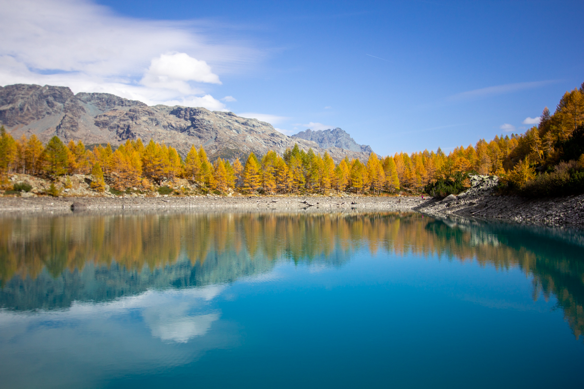 Lago verde in primo piano con larici autunnali sullo sfondo