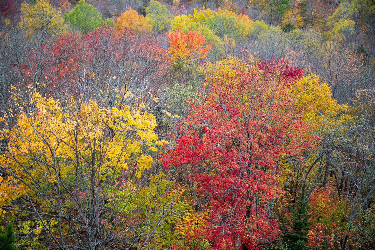 Alberi rossi, arancioni e gialli in autunno