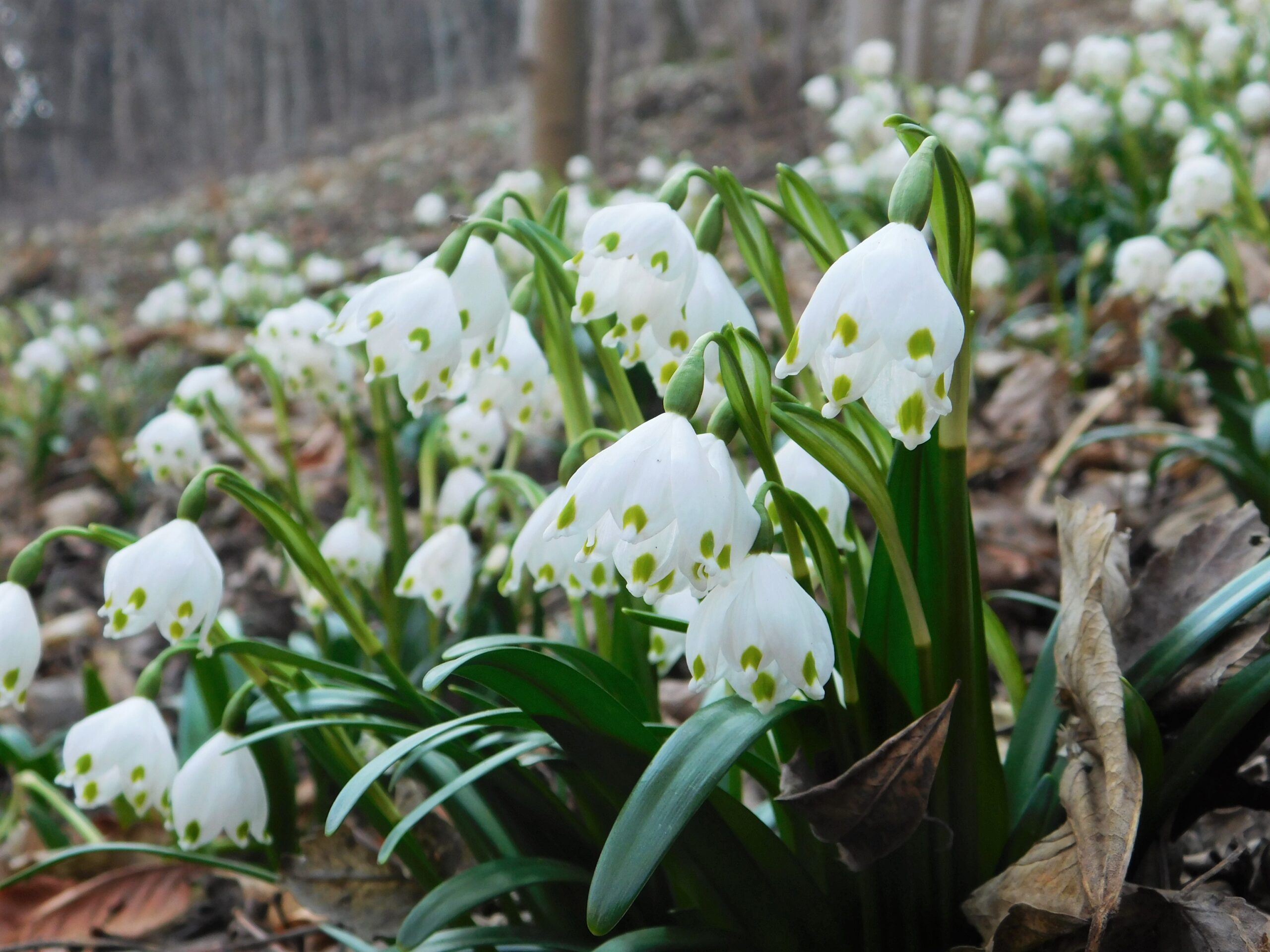 Leucojum Vernum, fiore bianco e verde