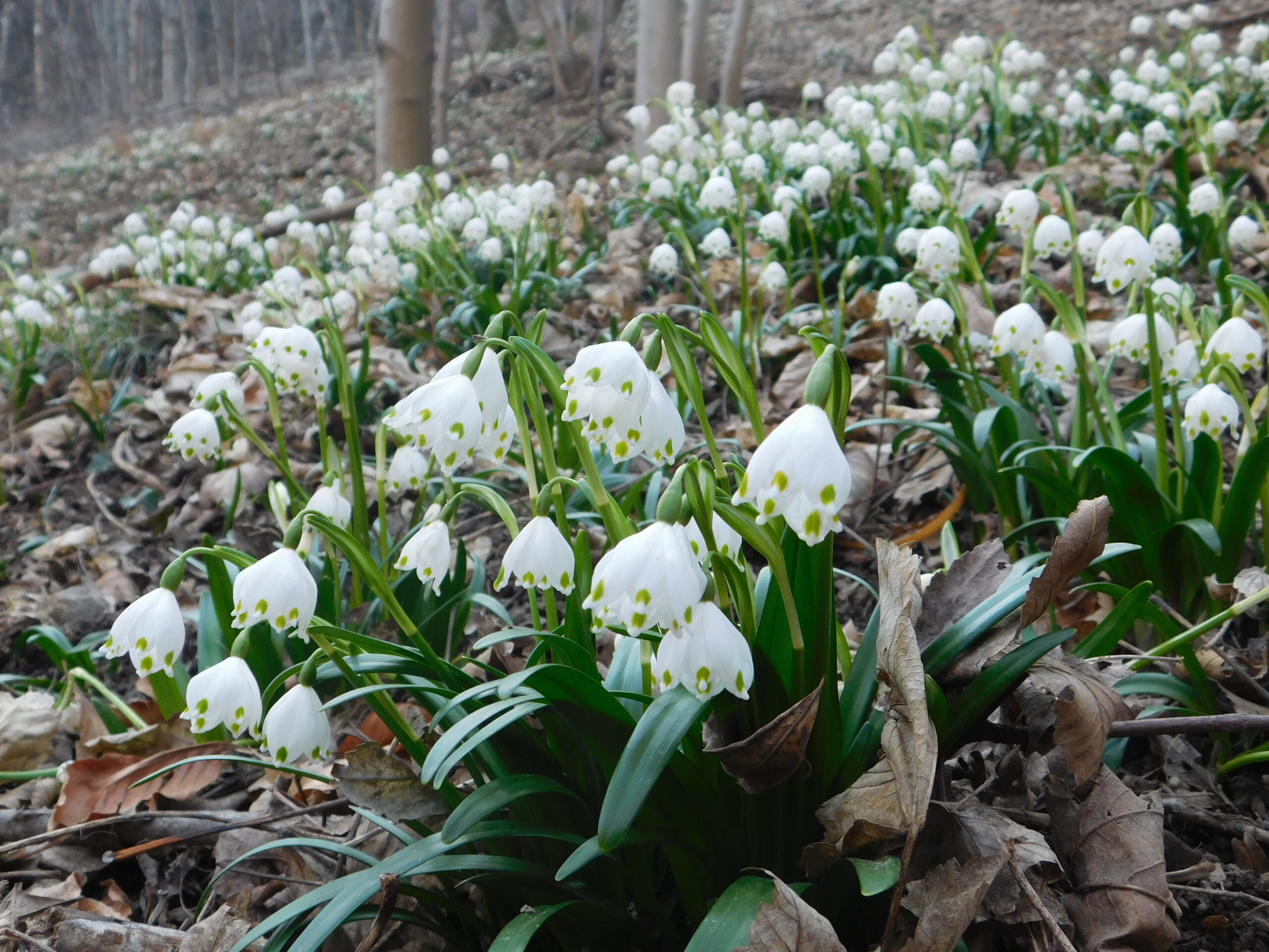 Leuojum Vernum fiore binco e verde