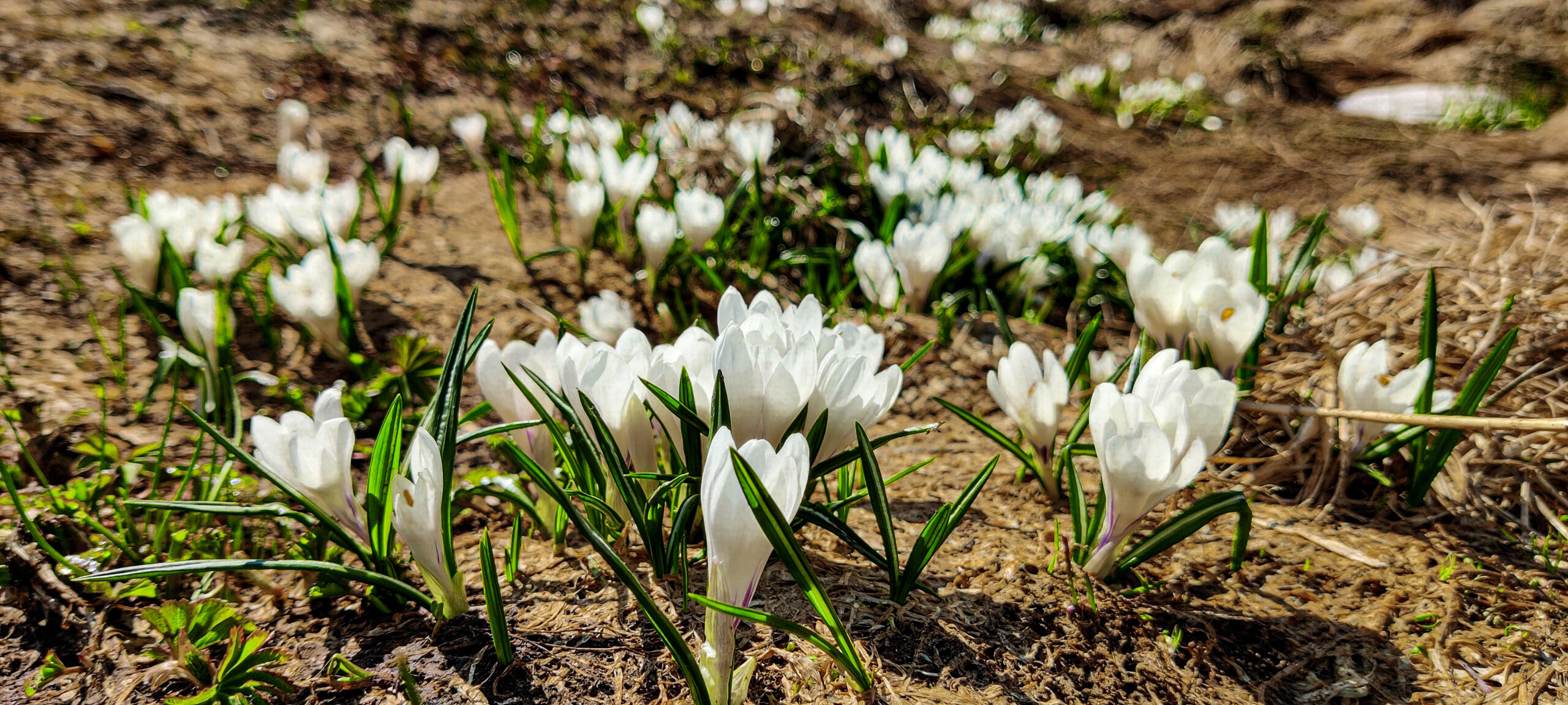 Fioriura di Crocus bianchi