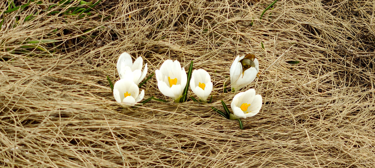 Crocus bianco, Crocus vernus